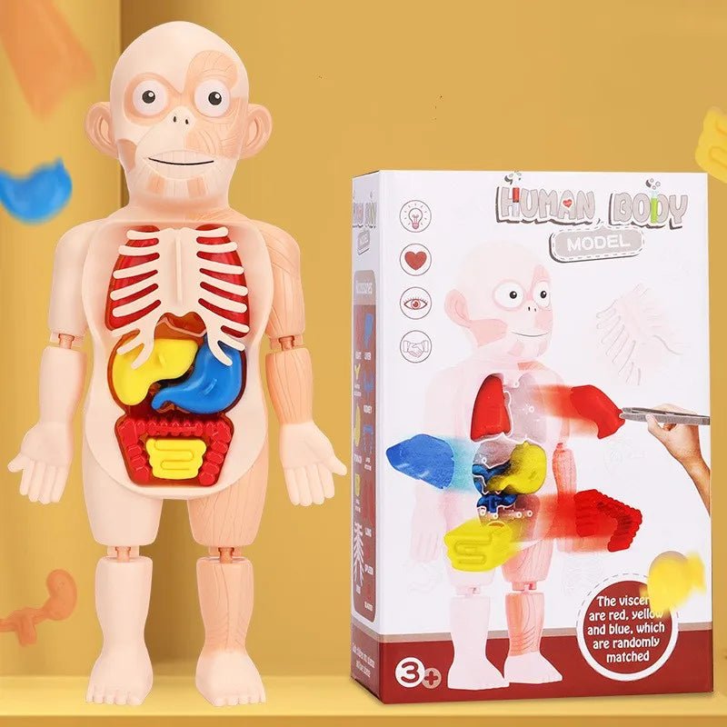 Anatomy Kit