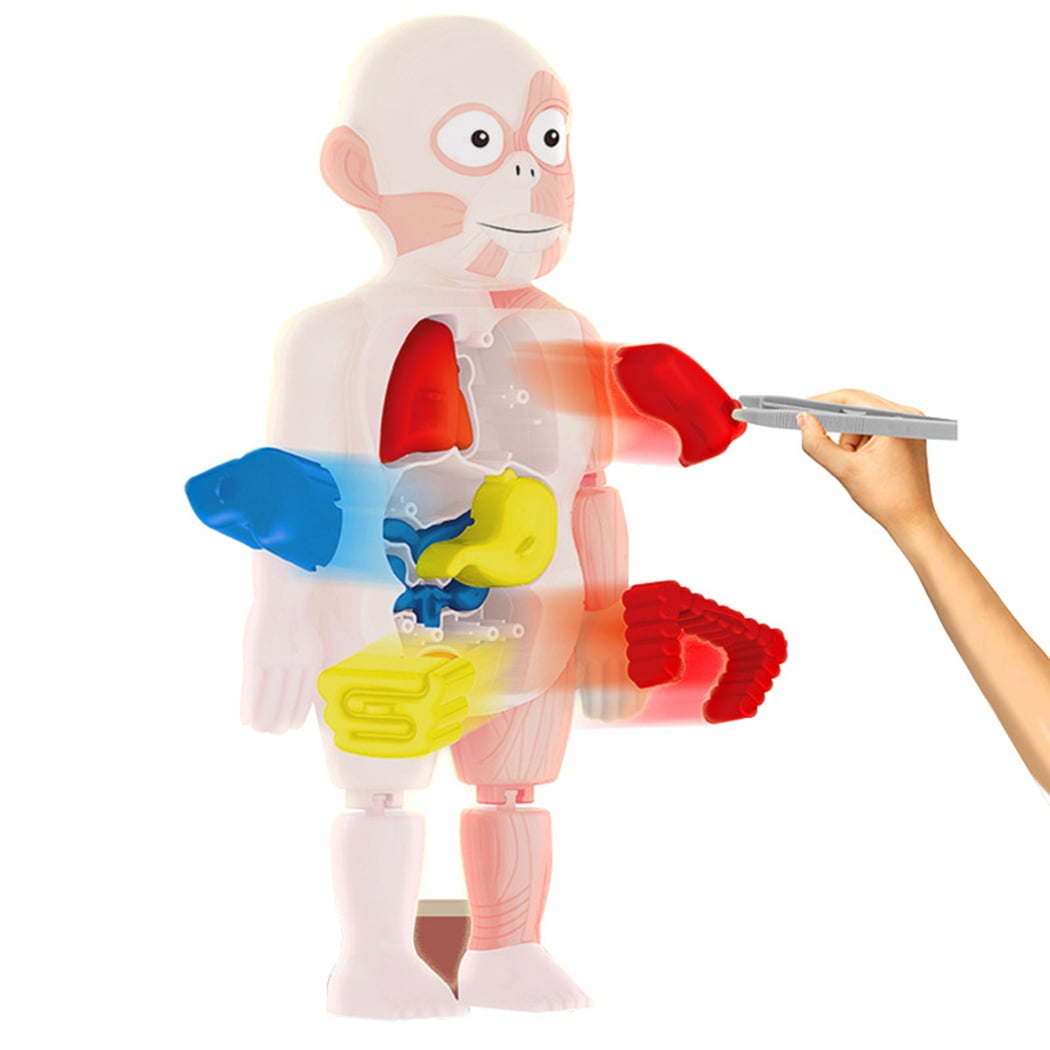 Anatomy Kit